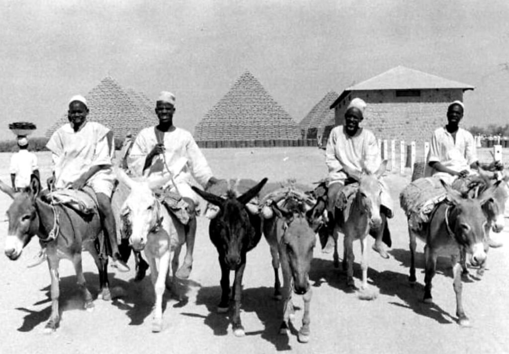 Donkey Riders near the groundnut pyramids,1957